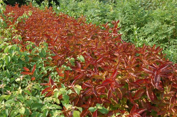 Weigela-Wings of Fire_Garden