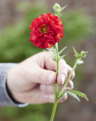 Geum Firestarter