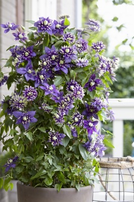 Clematis-Taiga_Patio