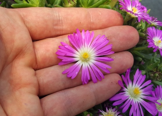 Delosperma-Purple_General