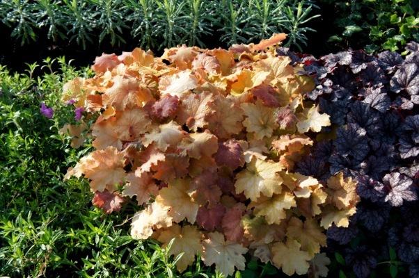 Heuchera-Kassandra_Garden