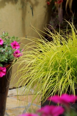 Pennisetum-Lumen Gold_Patio