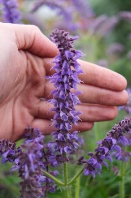 Salvia-Peacock_Flower