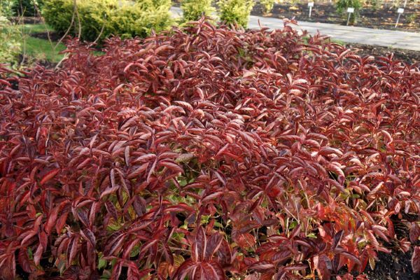 Weigela-Wings of Fire_General