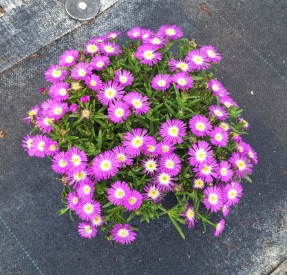 Delosperma-Purple_Pot