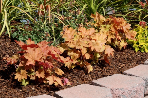 Heuchera-Kassandra_Garden