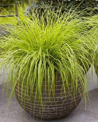 Pennisetum-Lumen Gold_Patio