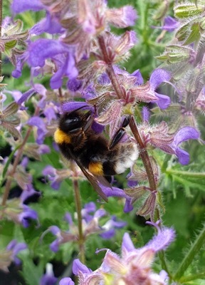 Salvia-Peacock_Flower