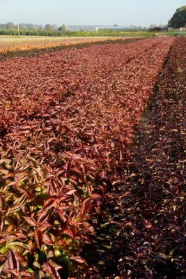 Weigela-Wings of Fire_Nursery