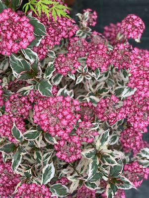 Hydrangea Euphoria Pink