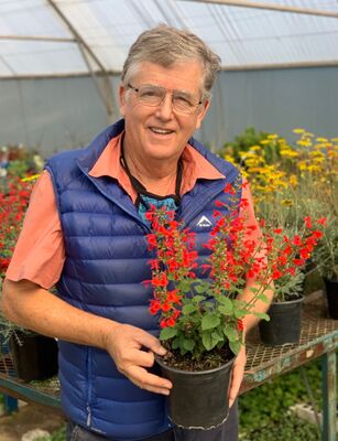 Salvia Unplugged Red