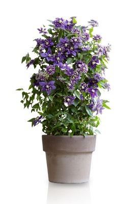 Clematis-Taiga_Pot