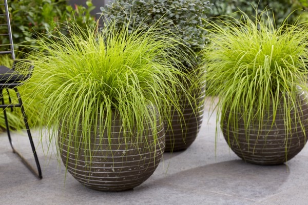 Pennisetum-Lumen Gold_Patio