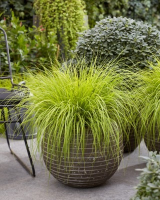 Pennisetum-Lumen Gold_Patio