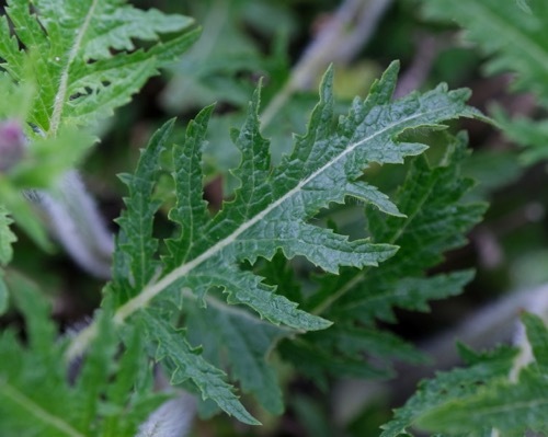 Salvia-Peacock_Close up foliage