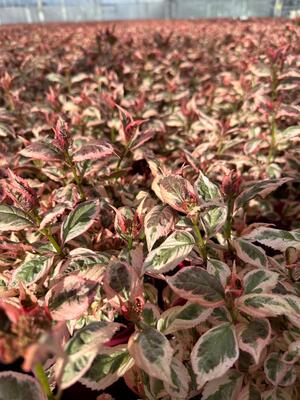 Hydrangea Euphoria Pink