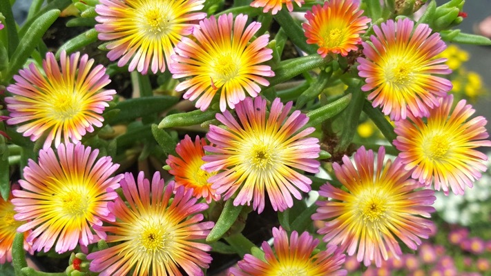 Delosperma-Salmony Pink_Flowers