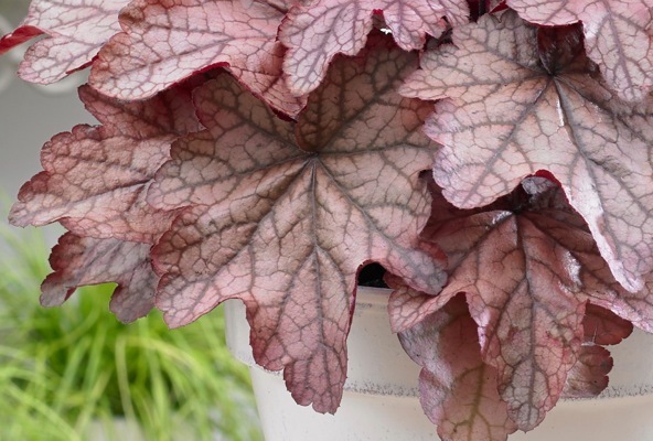 Heuchera-Plum Power_Close up foliage