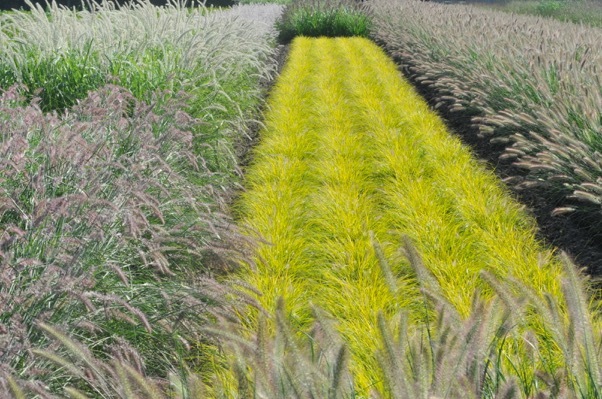 Pennisetum-Lumen Gold_Nursery