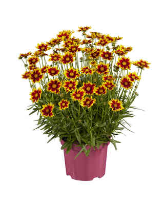 Coreopsis Solar Jewel