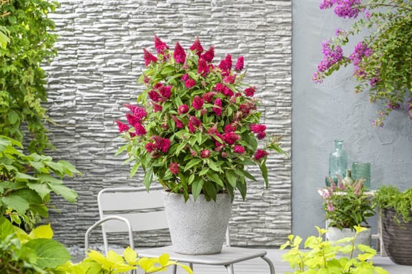 Buddleja-Little Ruby_Patio