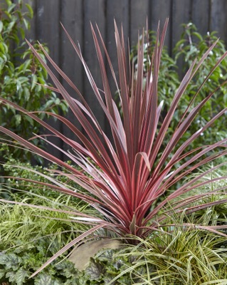 Cordyline-Charlie Boy_Garden