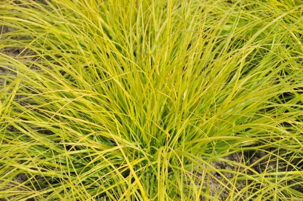 Pennisetum-Lumen Gold_Foliage