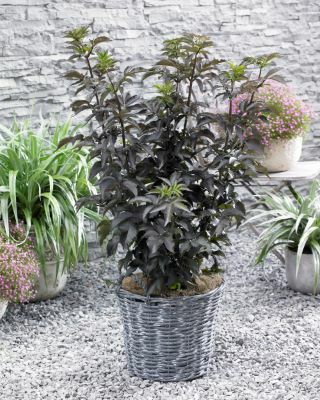 Sambucus-Black Tower_Patio