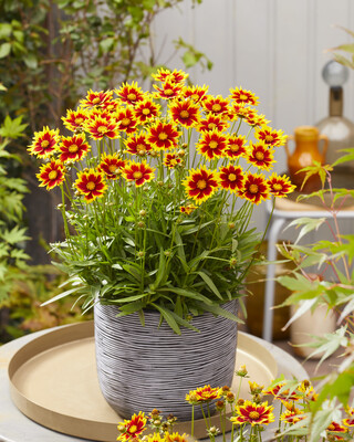 Coreopsis Solar Jewel