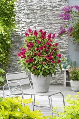 Buddleja-Little Ruby_Patio