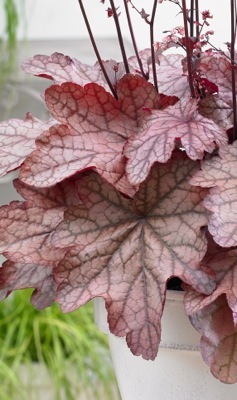 Heuchera-Plum Power_Foliage