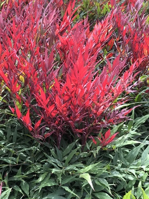Nandina Colorscape
