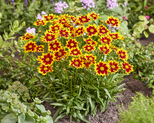 Coreopsis Solar Jewel