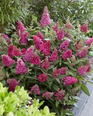 Buddleja-Little Ruby_Garden