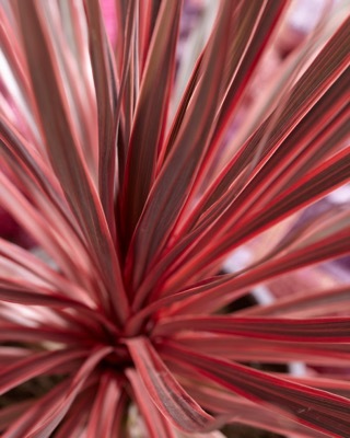 Cordyline-Charlie Boy_Foliage