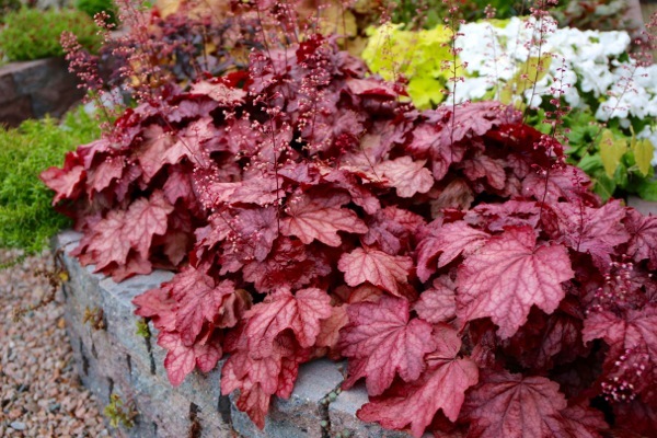 Heuchera-Plum Power_Garden