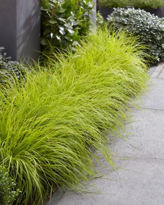 Pennisetum-Lumen Gold_Garden