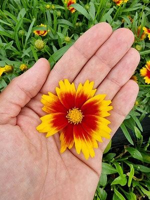 Coreopsis Solar Jewel