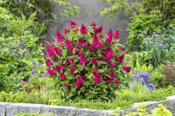 Buddleja-Little Ruby_Garden