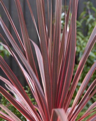 Cordyline-Charlie Boy_Foliage