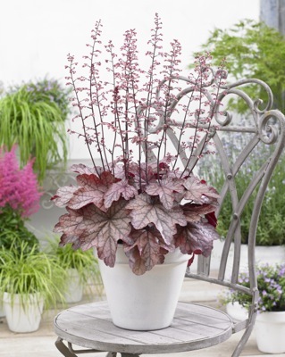 Heuchera-Plum Power_Patio