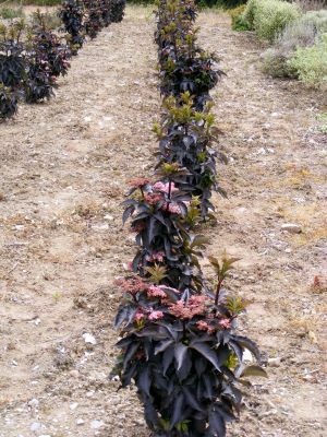 Sambucus-Black Tower_Nursery