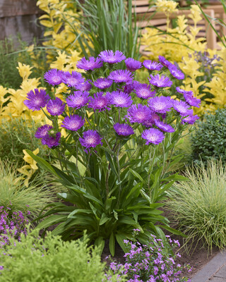 Stokesia Amethyst