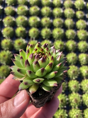 Sempervivum Emerald Swirl