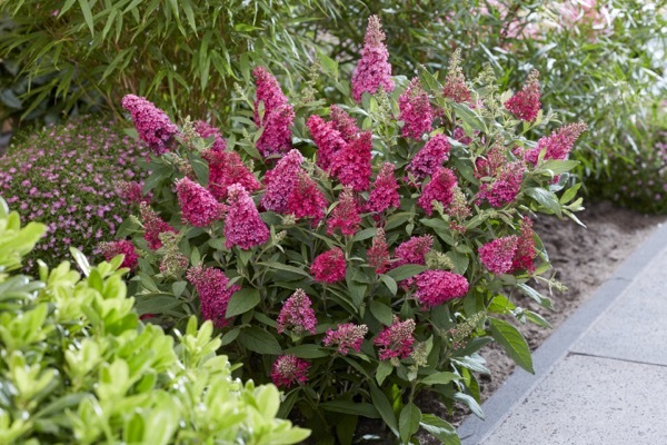 Buddleja-Little Ruby_Garden