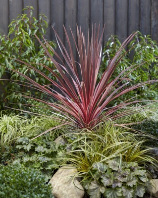 Cordyline-Charlie Boy_Garden