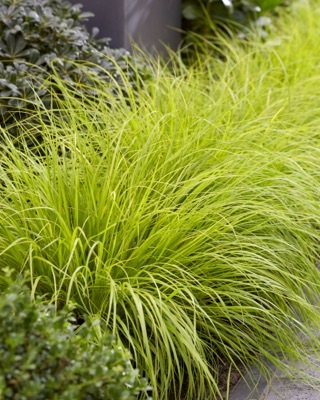 Pennisetum-Lumen Gold_Foliage