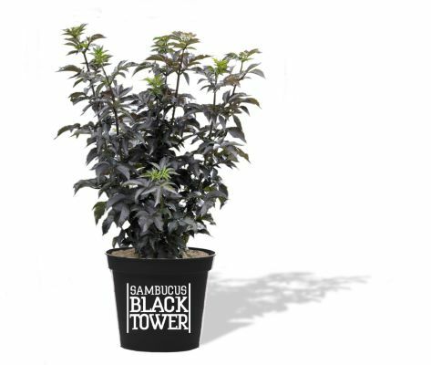 Sambucus-Black Tower_Pot