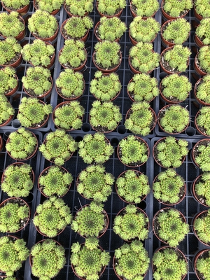 Sempervivum Emerald Swirl