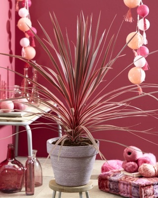 Cordyline-Charlie Boy_Patio